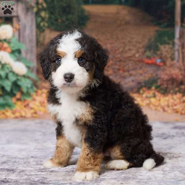 Keanu, Mini Bernedoodle Puppy